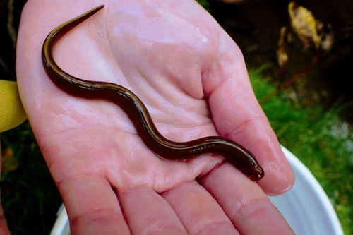 Northern brook lamprey (Ichthyomyzon fossor) — Petromyzontidae — 3