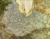 Graphis pinicola - Photo (c) Giff Beaton, some rights reserved (CC BY-NC), uploaded by Giff Beaton