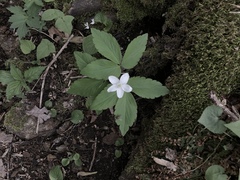 Anemonoides quinquefolia