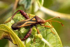 Crinocerus sanctus