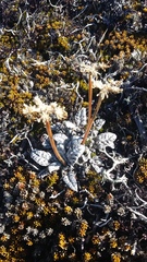 Anisotome lanuginosa