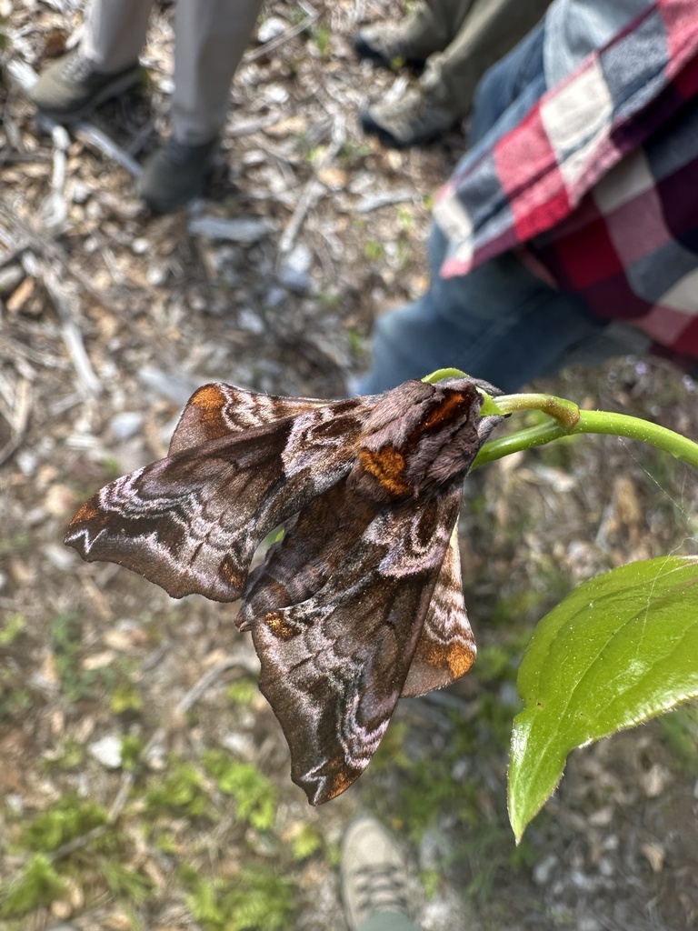 Small-eyed Sphinx from Goodale State Park, Camden, SC, US on April 12 ...