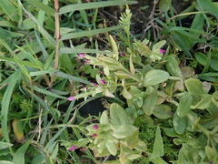Centaurium japonicum