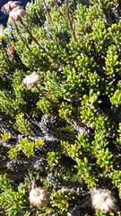 Celmisia ramulosa tuberculata