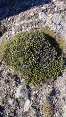 Celmisia ramulosa tuberculata