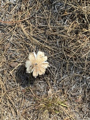 Media resource of Neolentinus lepideus