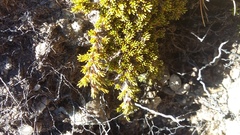 Dracophyllum muscoides