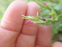 Centaurium japonicum