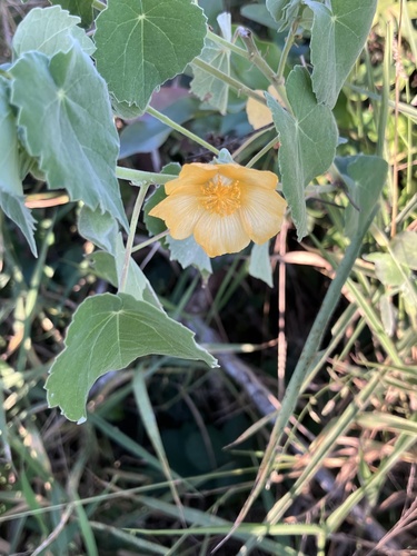 Hairy Indian Mallow (Abutilon grandiflorum)