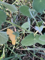 Abutilon grandiflorum, photograph author not stated, no rights reserved