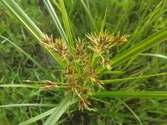 Cyperus setigerus