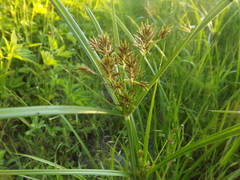 Cyperus setigerus