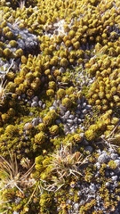 Dracophyllum muscoides