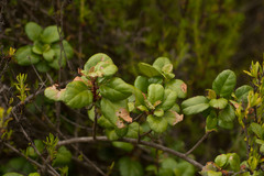 Ribes viburnifolium