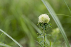 sericea lespedeza