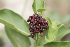 Vincetoxicum atratum, photograph Licheng Shih, CC BY, iNaturalist via GBIF