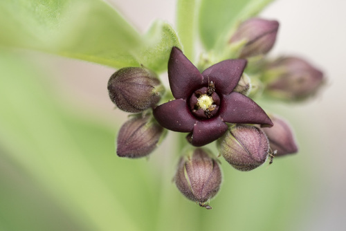 Image of Vincetoxicum atratum by (c) Licheng Shih, some rights reserved (CC BY)