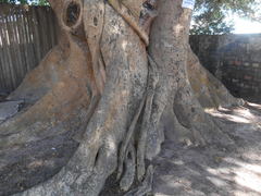 Ficus cestrifolia