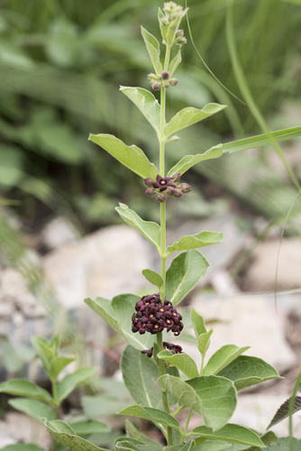 Vincetoxicum atratum, photograph 1