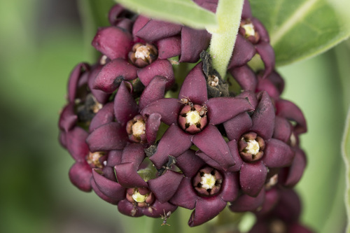 Image of Vincetoxicum atratum by (c) Licheng Shih, some rights reserved (CC BY)