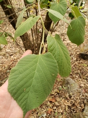 Tilia americana mexicana