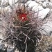 Chihuahuan Fishhook Cactus - Photo (c) Carlos G Velazco-Macias, some rights reserved (CC BY-NC), uploaded by Carlos G Velazco-Macias