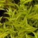 Triquetrella californica - Photo (c) John Game, alguns direitos reservados (CC BY-NC-SA)
