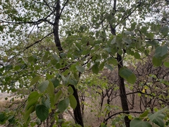 Tilia americana mexicana