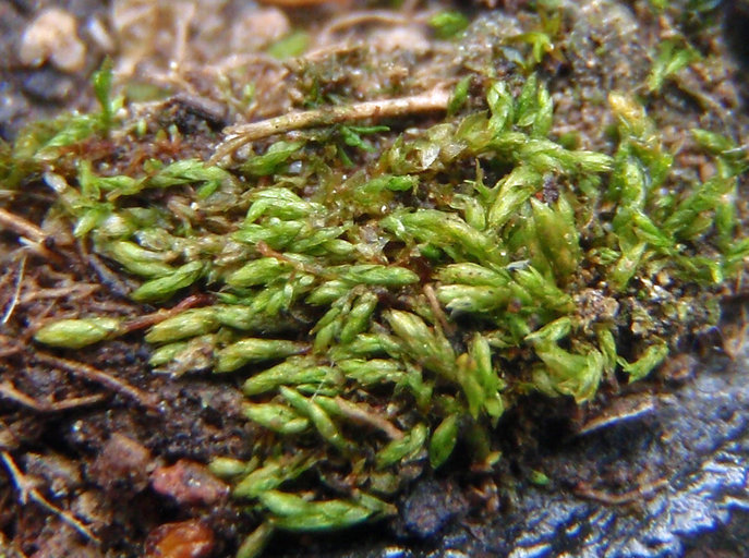 Anomobryum
