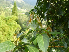 Alchornea grandiflora