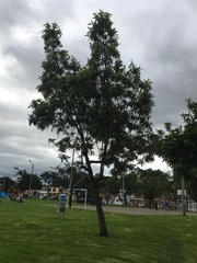 Escallonia pendula