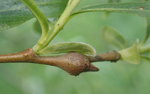 Rabdophaga saliciperda