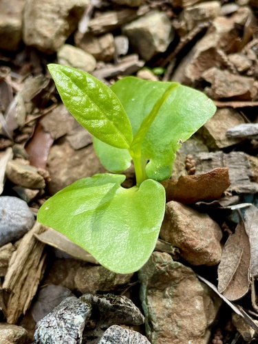 Western Spicebush seedling