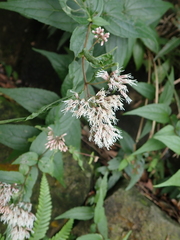 Eupatorium kiirunense