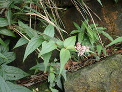 Eupatorium kiirunense