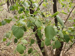 Tilia americana mexicana