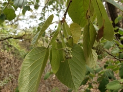 Tilia americana mexicana