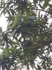 Escallonia pendula