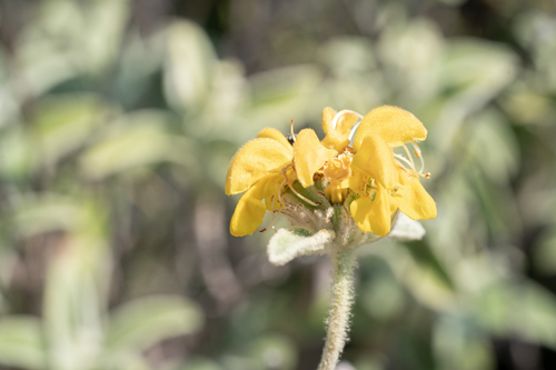 Fluffy Lampwick (Phlomis floccosa)