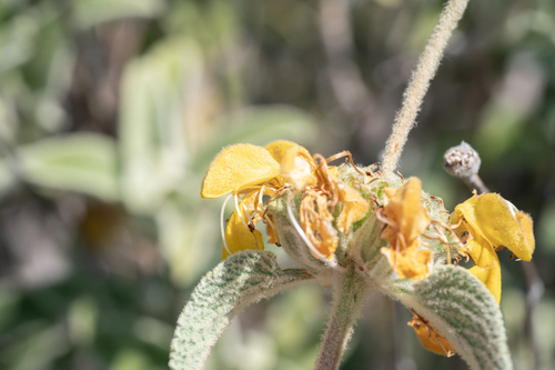 Phlomis floccosa, photograph 1