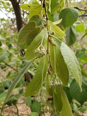 Tilia americana mexicana