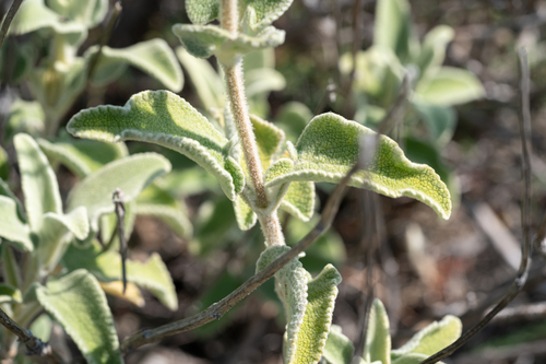 Phlomis floccosa, photograph 3
