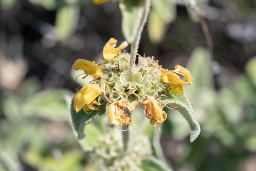 Phlomis floccosa, photograph 2