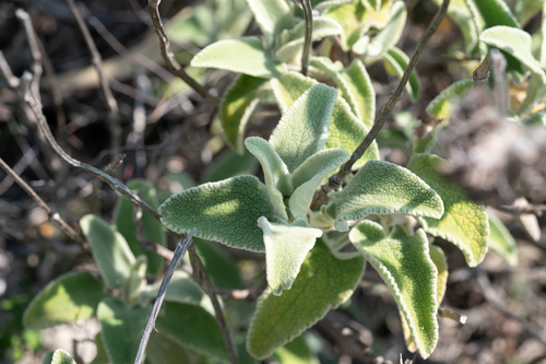Phlomis floccosa, photograph 4