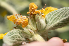 Phlomis floccosa, photograph (c) Eleftherios Katsillis, some rights reserved (CC BY)