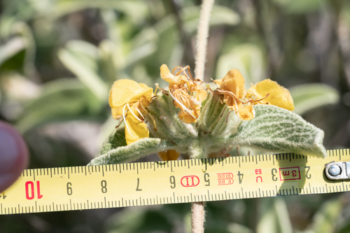 Phlomis floccosa, photograph 5