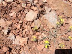Physaria rectipes