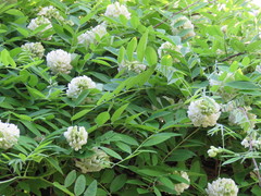 Wisteria frutescens