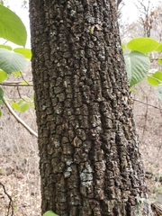 Tilia americana mexicana