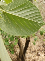 Tilia americana mexicana